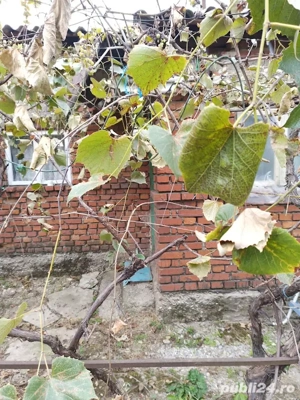 Potigrafu Crivina - imagine 5