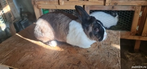 Iepurita olandeza - imagine 5