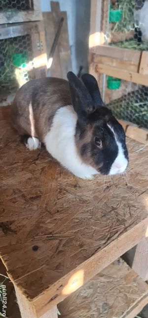 Iepurita olandeza - imagine 2