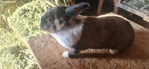 Iepurita olandeza - imagine 3