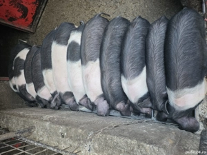 BAZNA de BAZNA, 4 luni de viață!