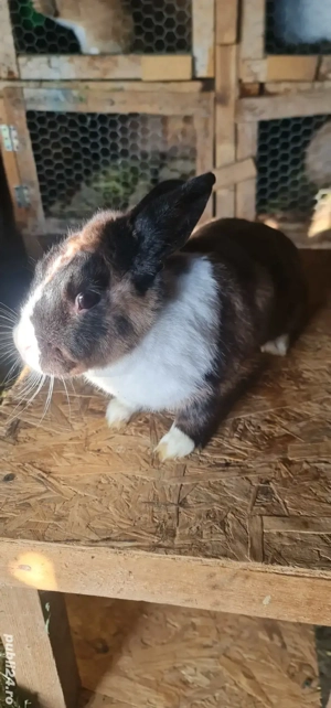 Iepurita olandeza - imagine 4