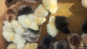 pui brahma de vînzare  - imagine 5