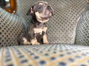 bulldog francez blue  - imagine 4