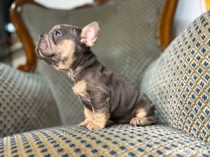 bulldog francez blue 