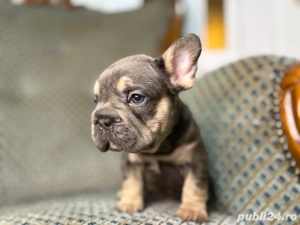 bulldog francez blue  - imagine 3