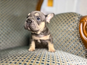 bulldog francez blue  - imagine 2