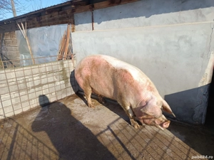 Vând două scroafe  - imagine 2