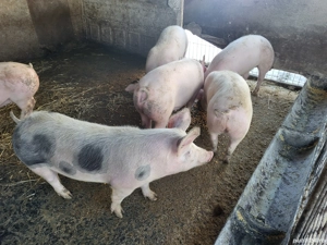 purcei 60 de kg, soldani