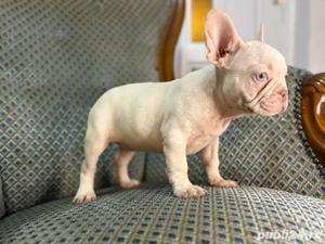 bulldog francez platinum  - imagine 2