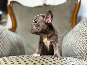 bulldog francez blue z