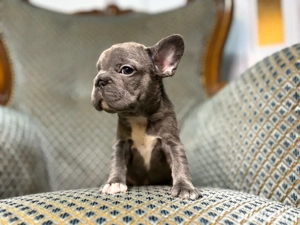 bulldog francez blue z - imagine 2