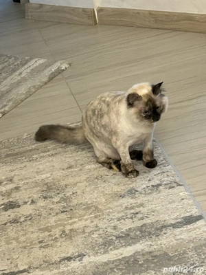 Tuns pisicute si catelusi la domiciliu - imagine 4