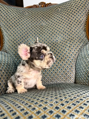bulldog francez merle - imagine 2