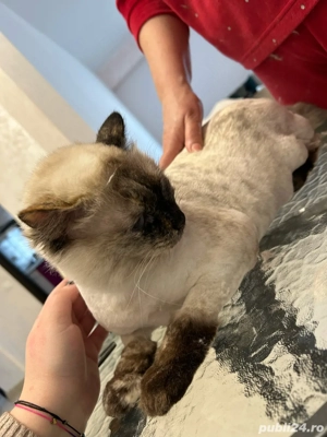 Tuns pisicute si catelusi la domiciliu