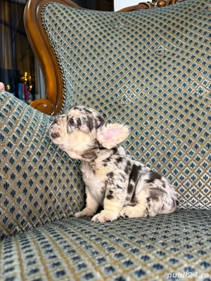 bulldog francez merle - imagine 5