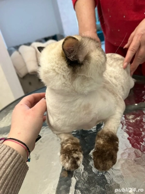 Tuns pisicute si catelusi la domiciliu - imagine 2