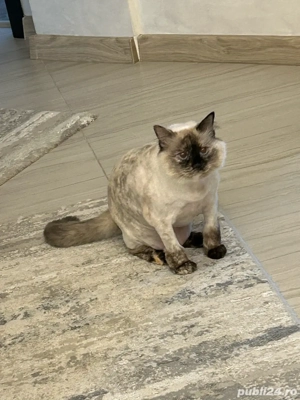 Tuns pisicute si catelusi la domiciliu - imagine 3