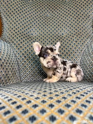 bulldog francez merle - imagine 4