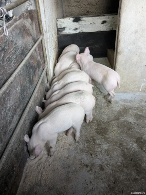 Purcei de 6 săptămâni - imagine 2