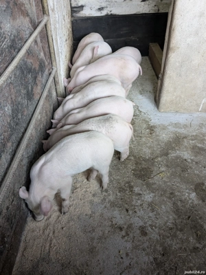 Purcei de 6 săptămâni - imagine 3