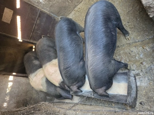 Porci BAZNA, porci care fac diferența!