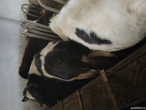 Vând mânzate la alegere - imagine 2