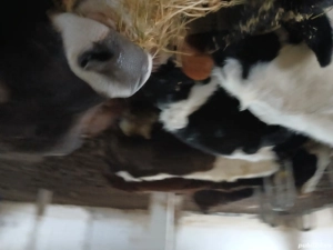 Vând mânzate la alegere - imagine 3