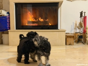 Vand Schnauzer Pitic - imagine 3