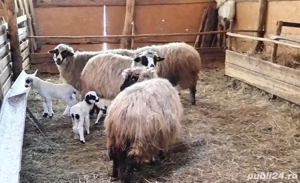 Vând oi cu miei - imagine 3