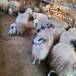 Vând oi cu miei - imagine 4