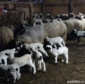 Vând oi cu miei - imagine 5