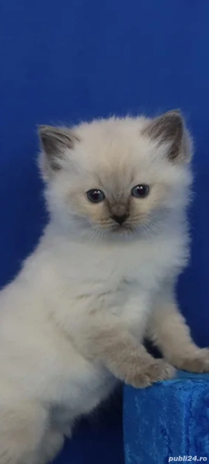 British Shorthair bluepoint!!!