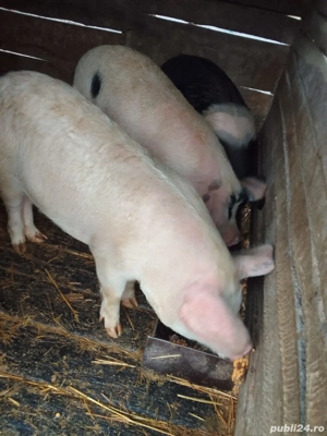 Vând soldani  - imagine 2