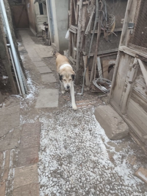 Câini ciobănești  - imagine 2