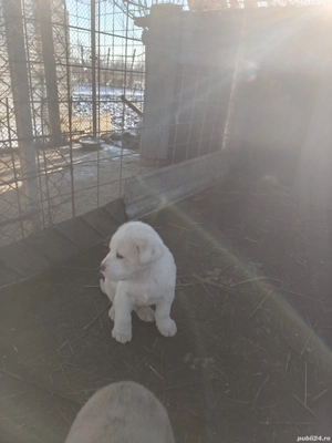 Câini ciobănești  - imagine 3