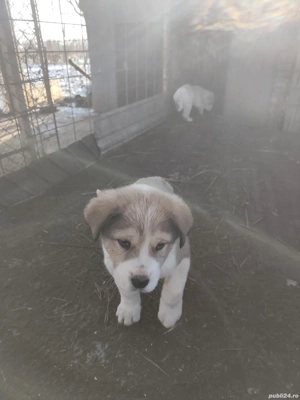 Câini ciobănești  - imagine 5