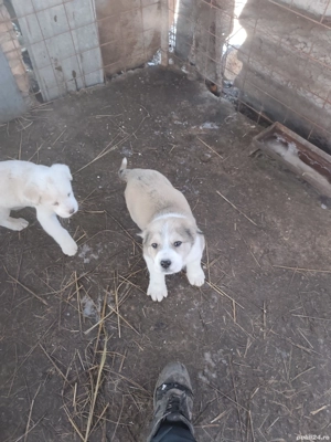 Câini ciobănești  - imagine 4