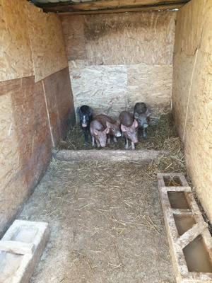 Disponibili 5 purcei