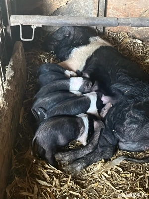 vand porcei si grasuni si scroafe gestante - imagine 4