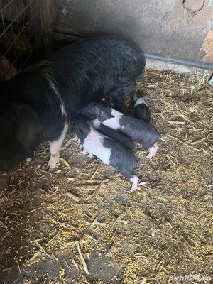 vand porcei si grasuni si scroafe gestante - imagine 5