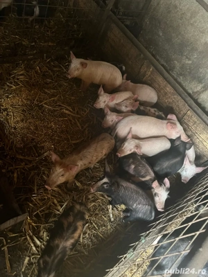 vand porcei si grasuni si scroafe gestante - imagine 2