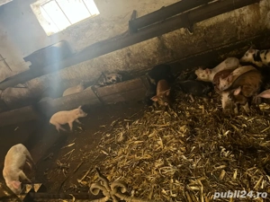 vand porcei si grasuni si scroafe gestante