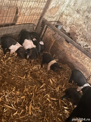 vand porcei si grasuni si scroafe gestante - imagine 3