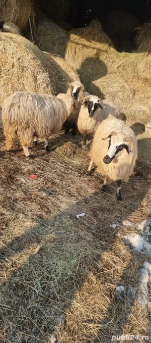 Vând  patru oi - imagine 4