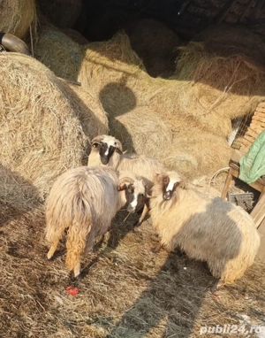 Vând  patru oi - imagine 3