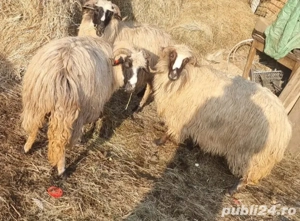Vând  patru oi
