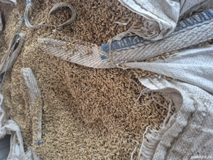 Orz de vanzare productie 2025