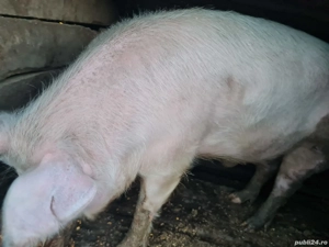 Porc de vânzare Cluj - imagine 3