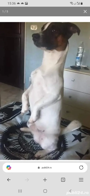 Superbi catelusi de vanzare jack russell Jack russel terrier in bucaresti 